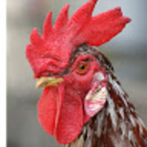 Meet your Posher, Bob the rooster